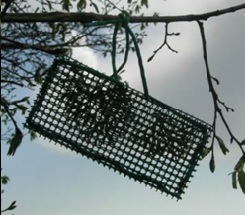 Trapianto nell’area di studio di talli posti all’interno di bags per le analisi sul bioaccumulo degli elementi in traccia